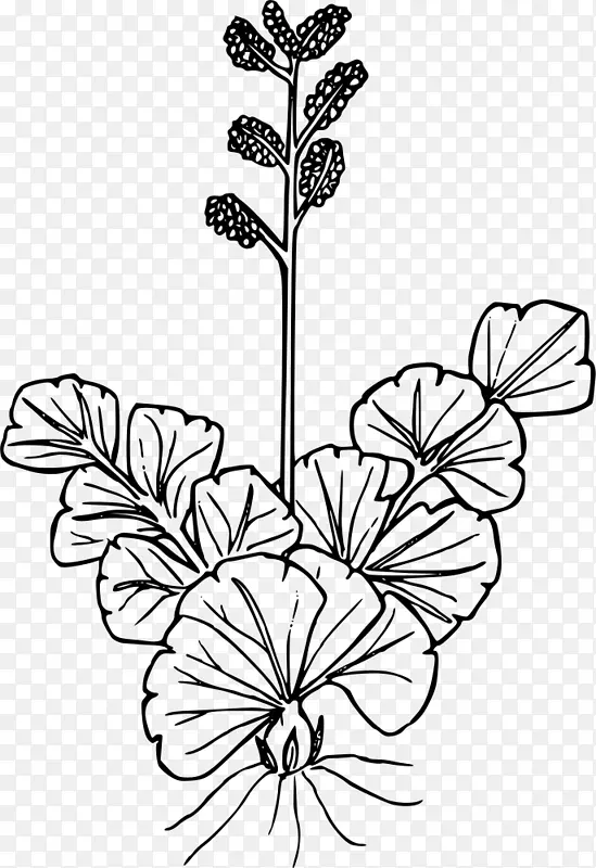 野花植物画线艺术蕨类植物