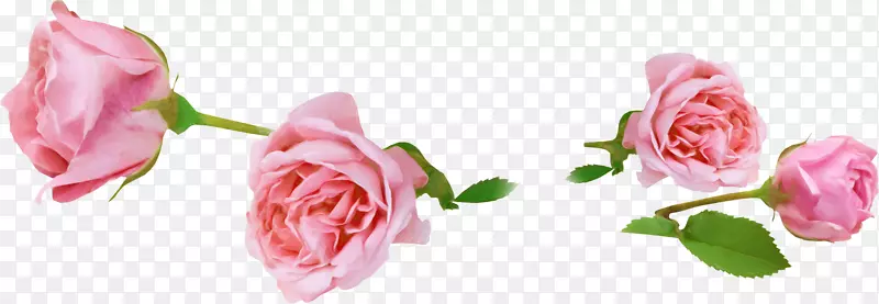 花园玫瑰动画-玉兰