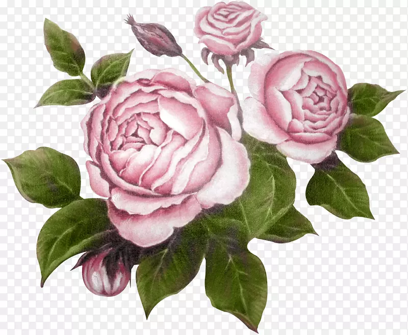 花园玫瑰花光栅图形编辑器剪贴画牡丹