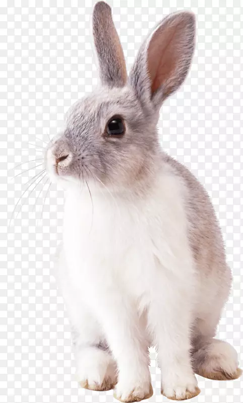 兔子复活节剪贴画