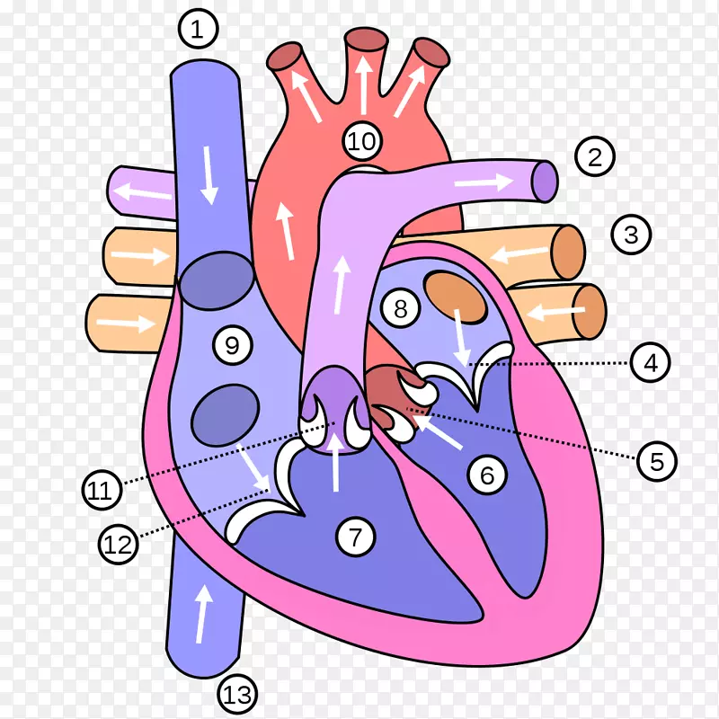 心脏人体解剖图静脉-心脏病发作