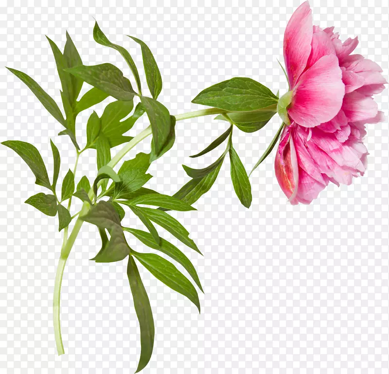 牡丹剪贴画-花枝
