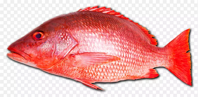 北红笛鲷鱼、海产朱砂鱼-钓鱼