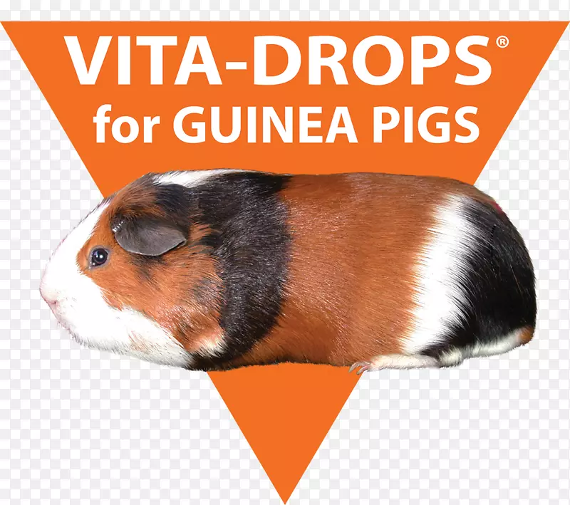 豚鼠坏血病维生素C低玻璃体缺乏症-豚鼠