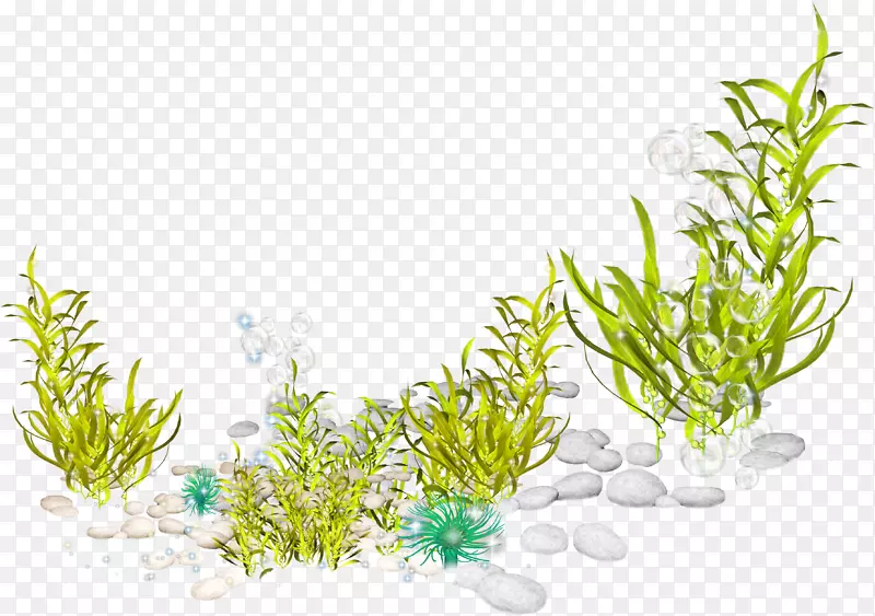 海洋生物、水生植物、海洋海床.沙