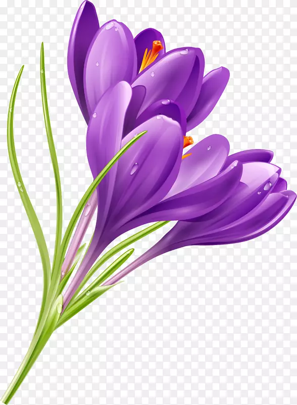 藏红花紫色剪贴画-番红花