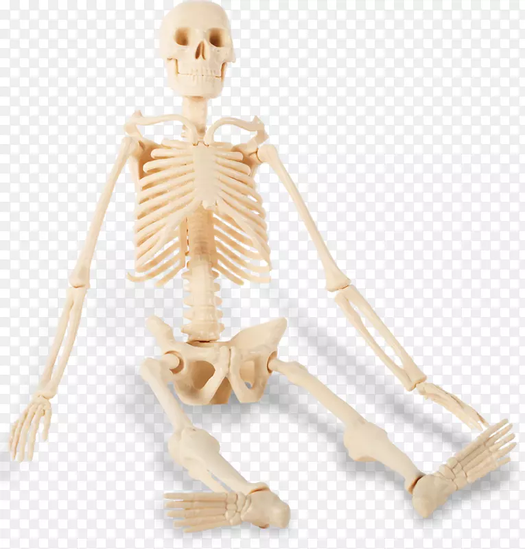 人类骨骼-坐-骨骼