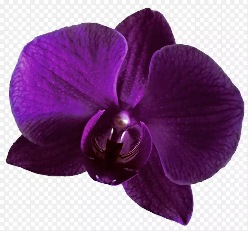兰花紫剪贴画-兰花