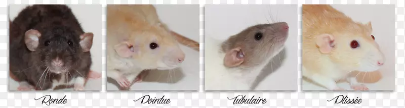 棕色大鼠实验室大鼠小猫猎犬喜欢老鼠和老鼠