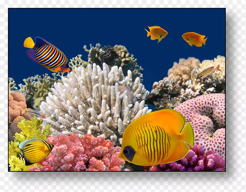 红海浅水珊瑚礁水下礁