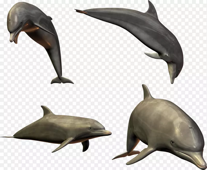 普通宽吻海豚剪贴画-海豚