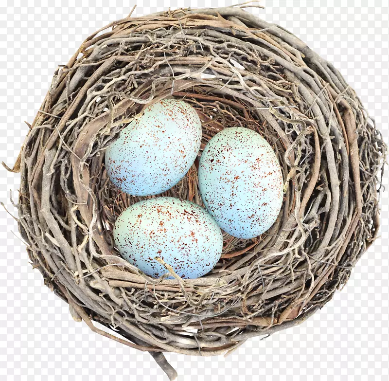 蛋鸟巢夹艺术-鸡蛋