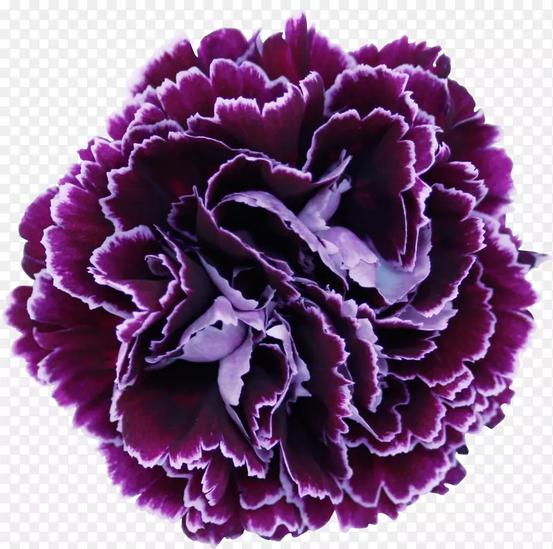 种植康乃馨切花花卉设计-蓝莓