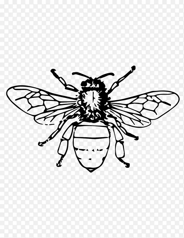 蜜蜂蜂王养蜂蜂