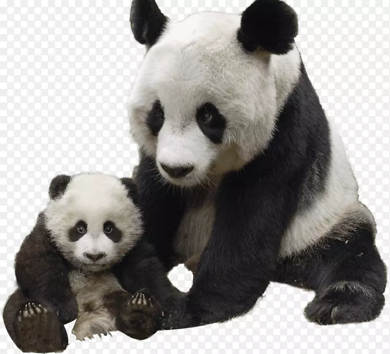 大熊猫-红熊猫熊-可爱的熊猫