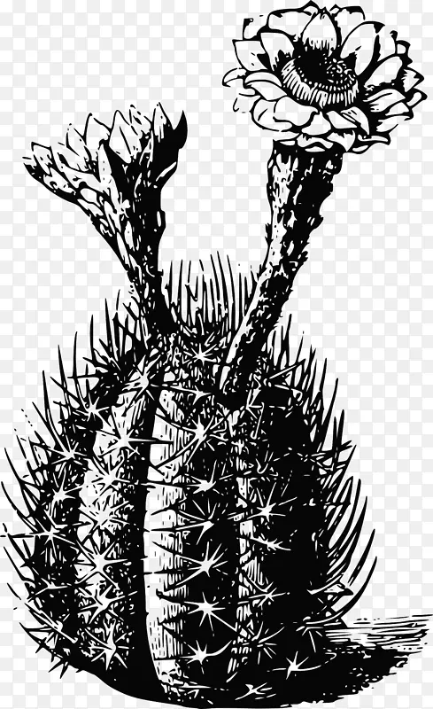 十字花科仙人掌刺和刺肉质植物-仙人掌载体