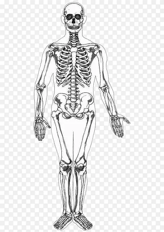 人类骨骼-人体智人画-人骨