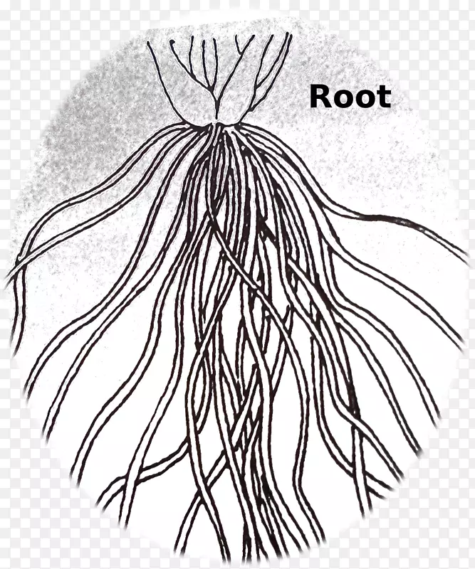 纤维根系牵伸植物-肉质