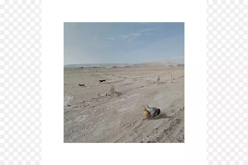 风成地貌景观犬生态系统-秘鲁