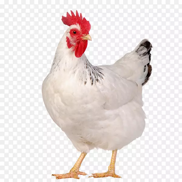 鸡蛋库摄影家禽养殖-家禽