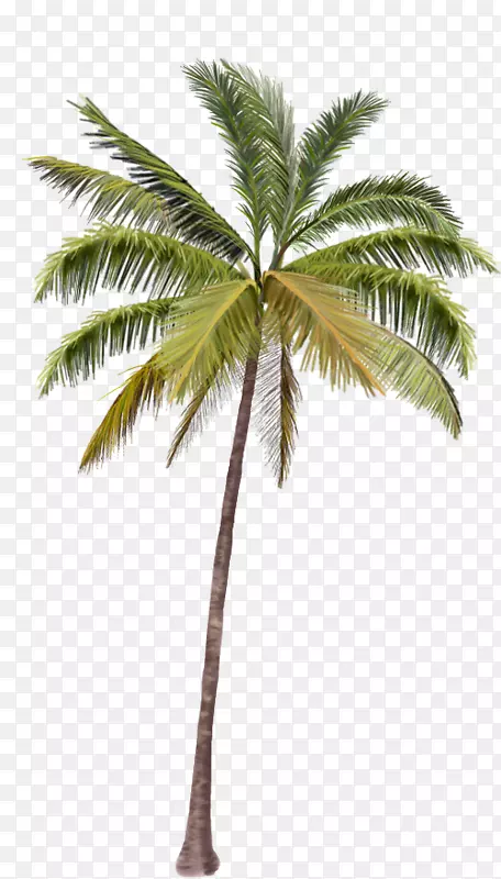 槟榔科椰子剪辑艺术-椰子树