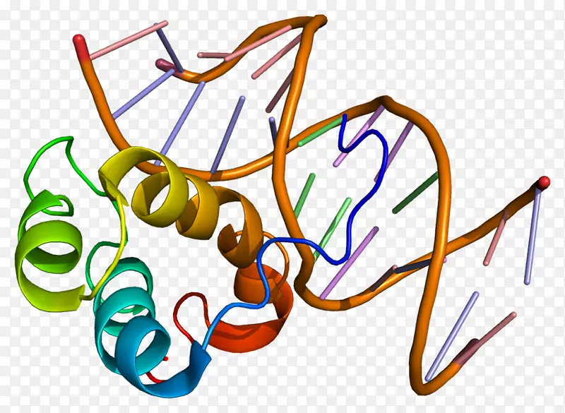 Ptx 3同源盒pTx 2基因蛋白-蛋白质