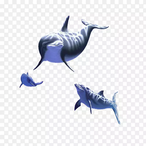 常见宽吻海豚图库溪动物海洋-环境专辑设计