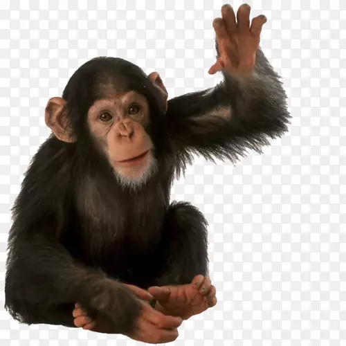 猩猩灵长类猴子普通黑猩猩