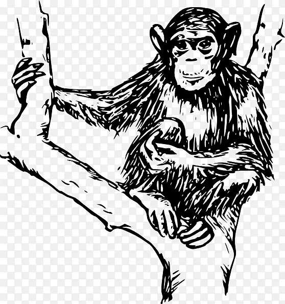 猿类黑猩猩猴子剪贴画-黑猩猩
