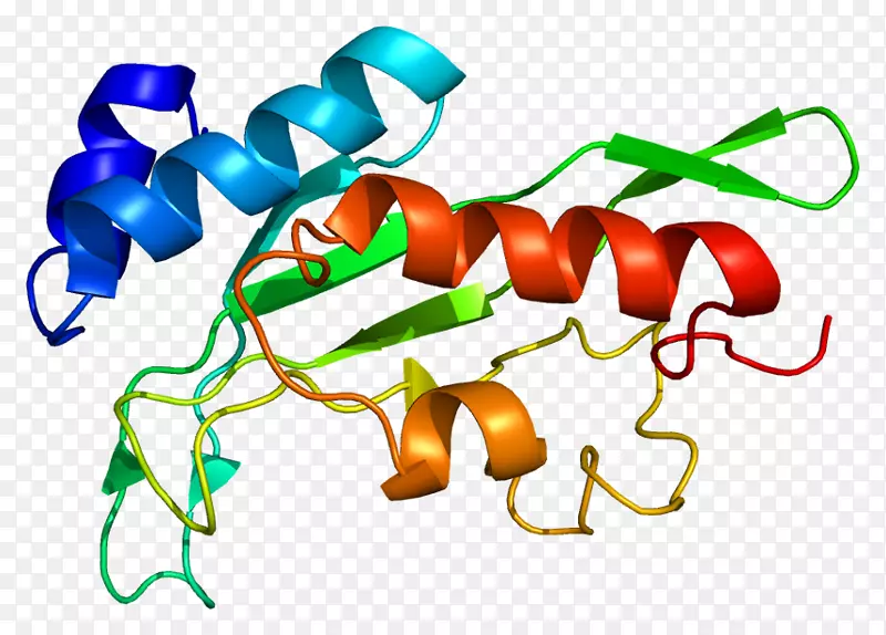 Tsg 101基因产物蛋白细胞-蛋白质