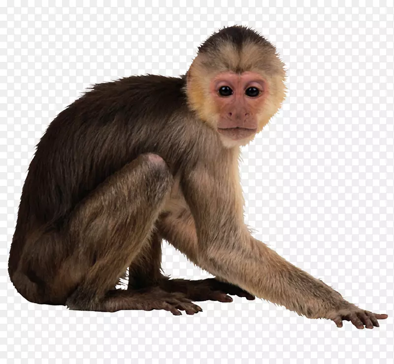 卷尾猴桌面壁纸-猴子