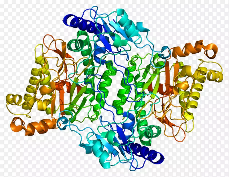 脯氨酸酶缺乏肽酶二肽酶呋喃热球菌蛋白