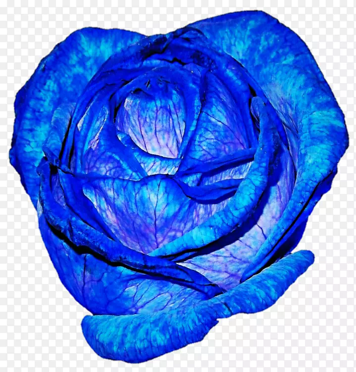 蓝色玫瑰花园玫瑰紫色蜈蚣玫瑰-蓝色玫瑰