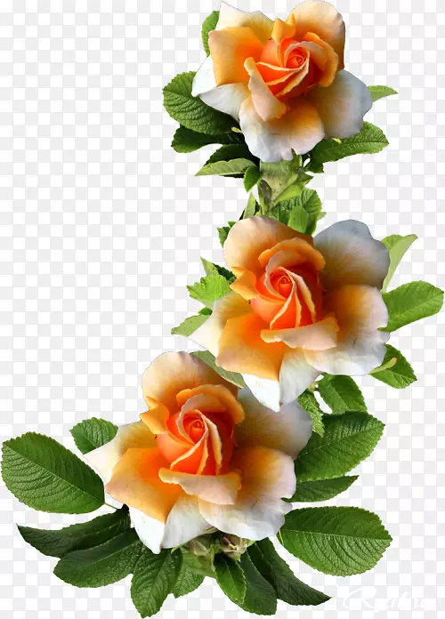 切花花园玫瑰蜈蚣玫瑰画框-美丽的玫瑰