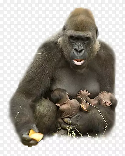 大猩猩动物猿哈兰比拥抱-大猩猩悬崖峭壁
