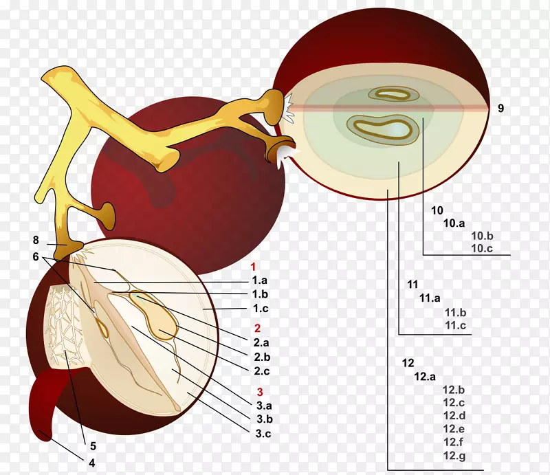 普通葡萄藤酒汁oenology.葡萄籽
