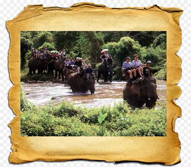 纸动物-泰国之旅