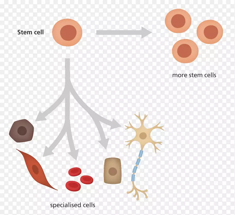 诱导多能干细胞分化造血干细胞