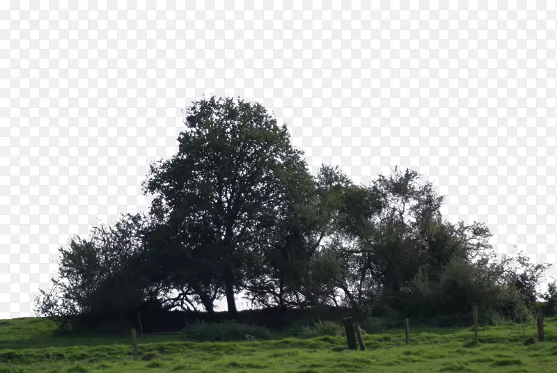 白杨树丛数码摄影-大树