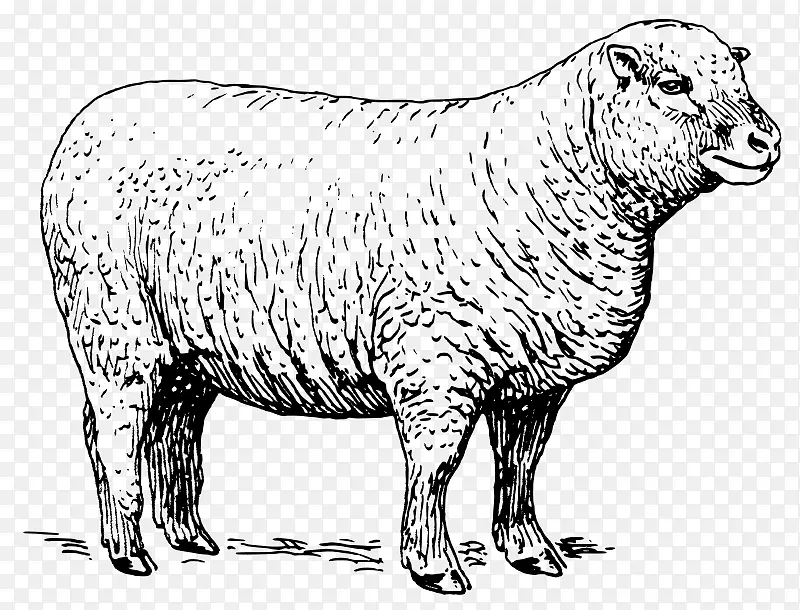羊羔和羊肉橡胶邮票夹艺术.羊肉载体