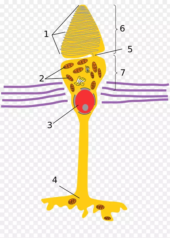 光锥细胞光感受器细胞杆细胞视网膜锥