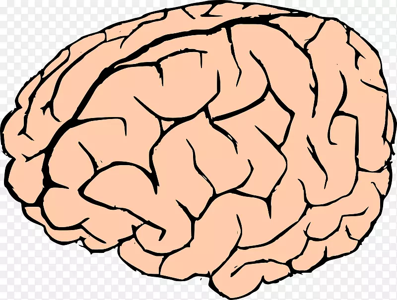 脑剪贴画-人脑
