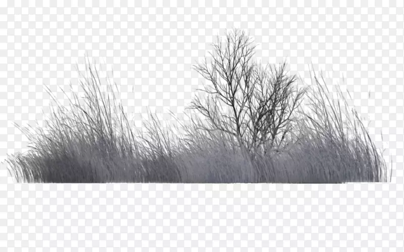 树木植被黑白渲染.冬季壁纸