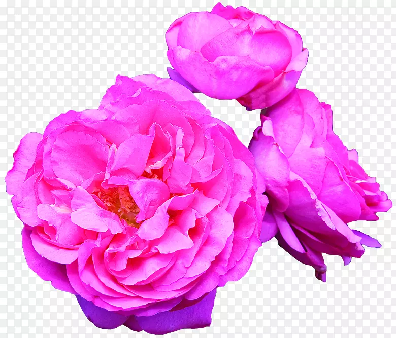 香玫瑰园玫瑰杂交茶玫瑰花丰富多彩