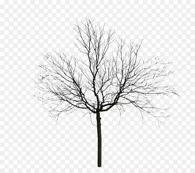 树形素描-黑树