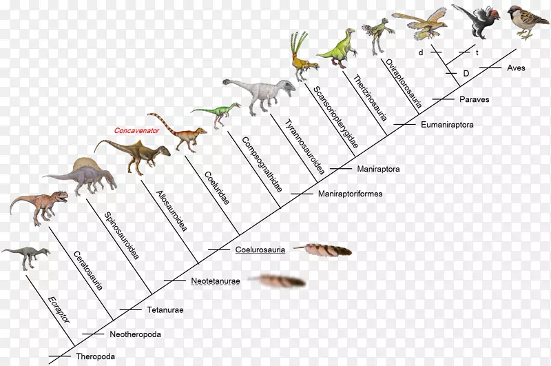 鸟类恐龙南方巨兽龙的演变