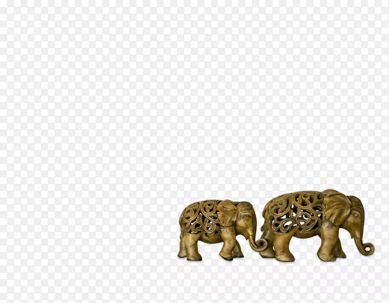 非洲象猫科印度象猫-泰国象