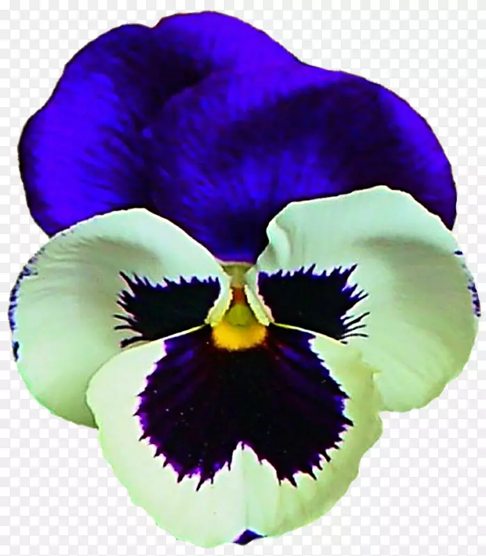 紫罗兰粉笔画艺术摄影棚贴纸植物-潘西