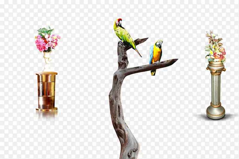 鹦鹉鸟鹦鹉-摄影棚柔性设计