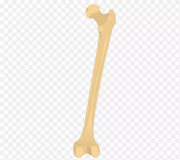 股骨解剖臀结节肱骨